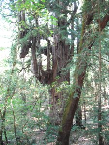 AncientTreeJackLondonPark