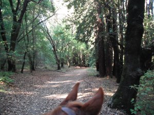 JLParkViewThruJoe'sEars