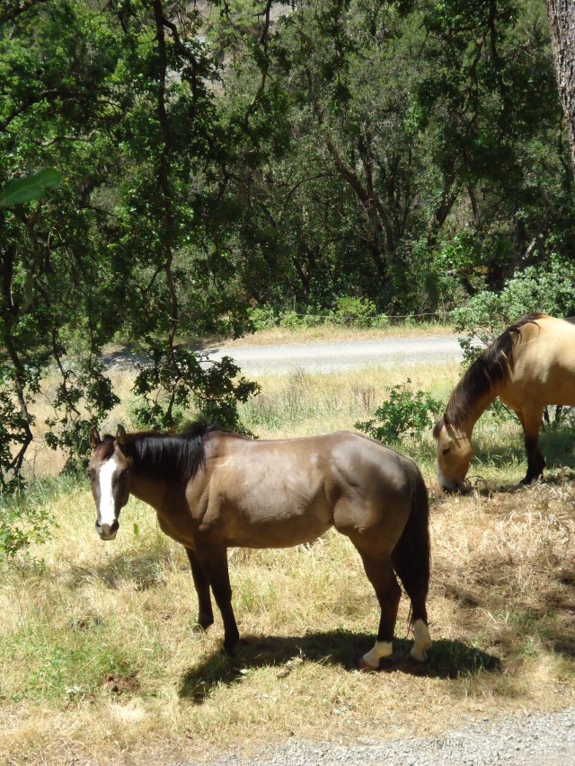 "Not MY hoofprints in the pumpkins!"