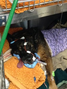 Photo by Capt. Mark Cyprien