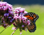 MONARCH ON BUDDLEIA
